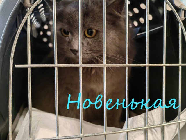 Жизнь домашнего приюта "Котоленд" 374