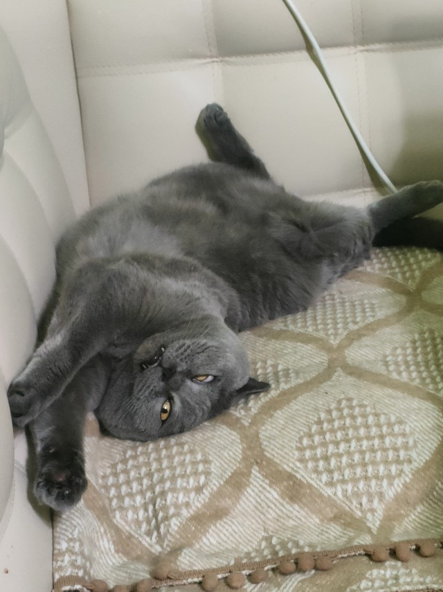 Котовторник