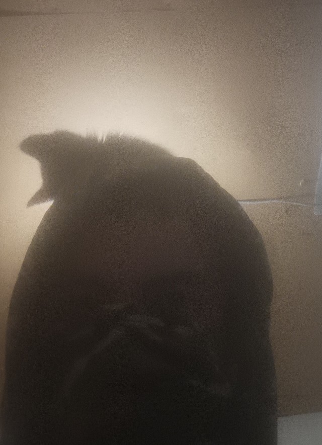 Ненужный кот