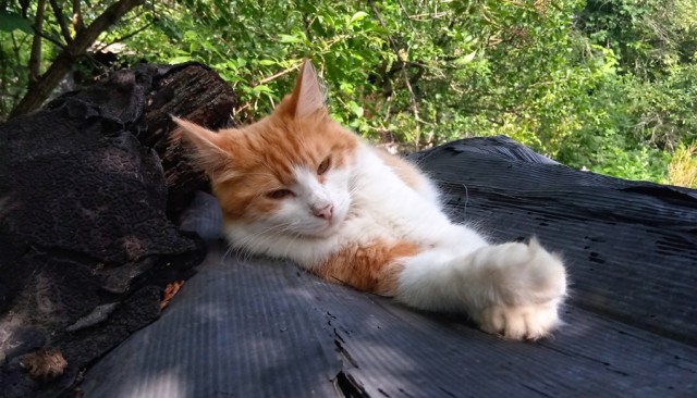 Котовторник Рыжих
