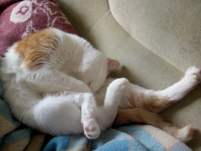 Позы для сна у кошек - что они означают?