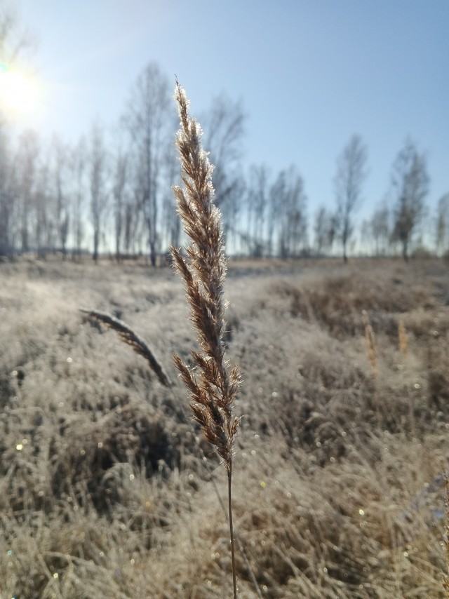 Красивые фото ЯПа