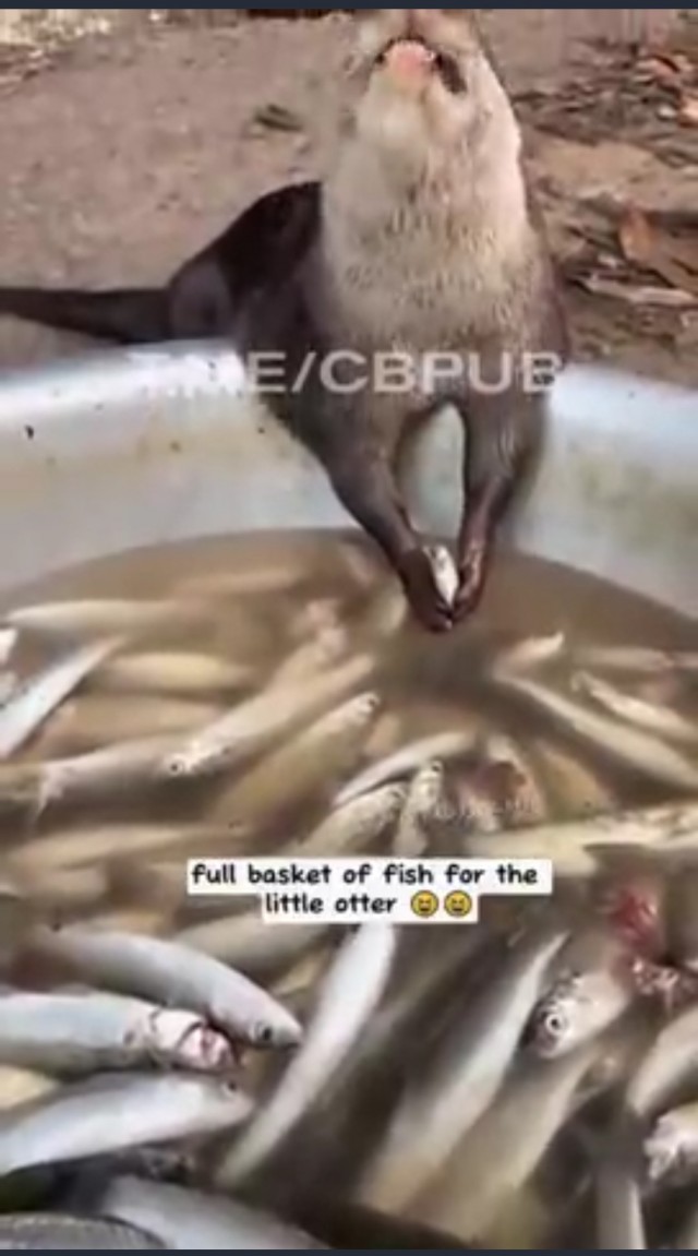 Рыбак и выдра!