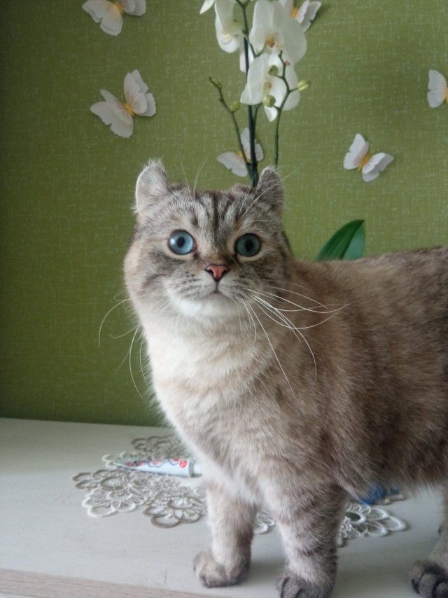 Всех с котовторником