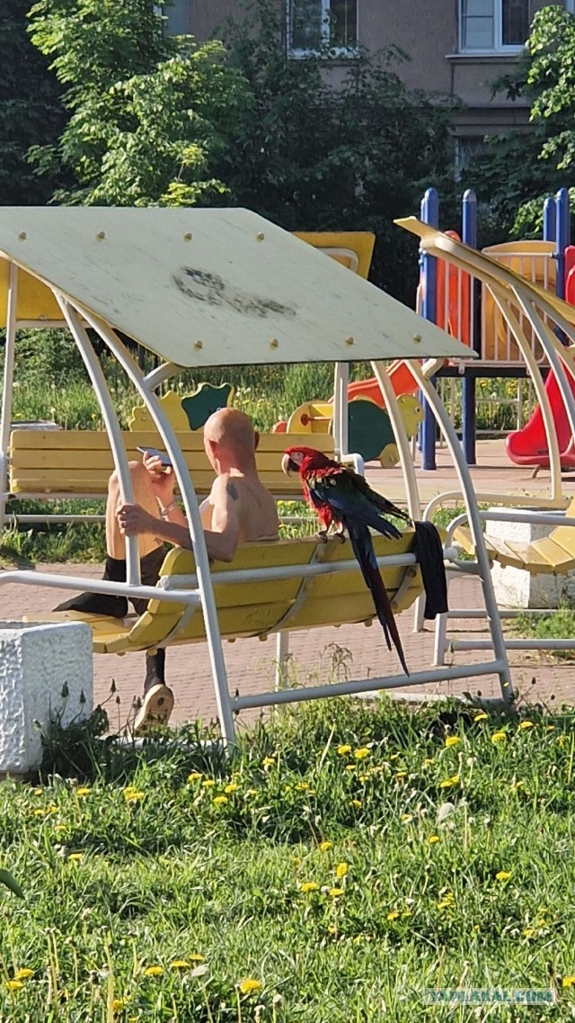 Обычное утро в Питере