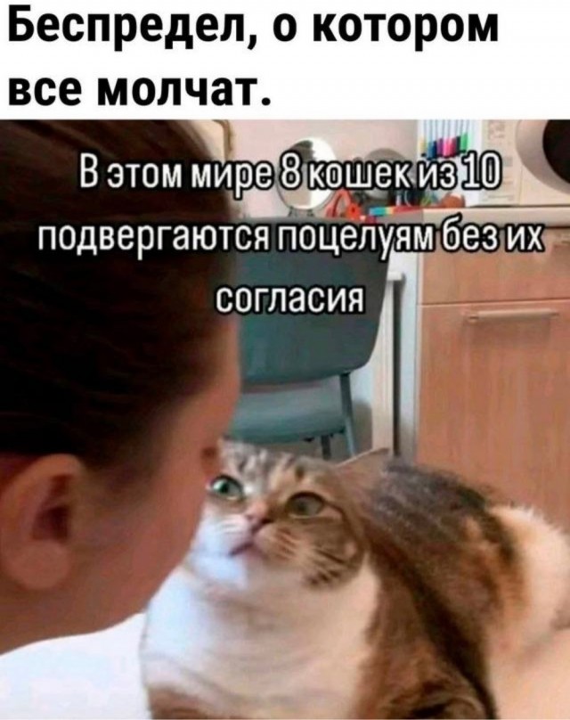 Котовтоник в картинках
