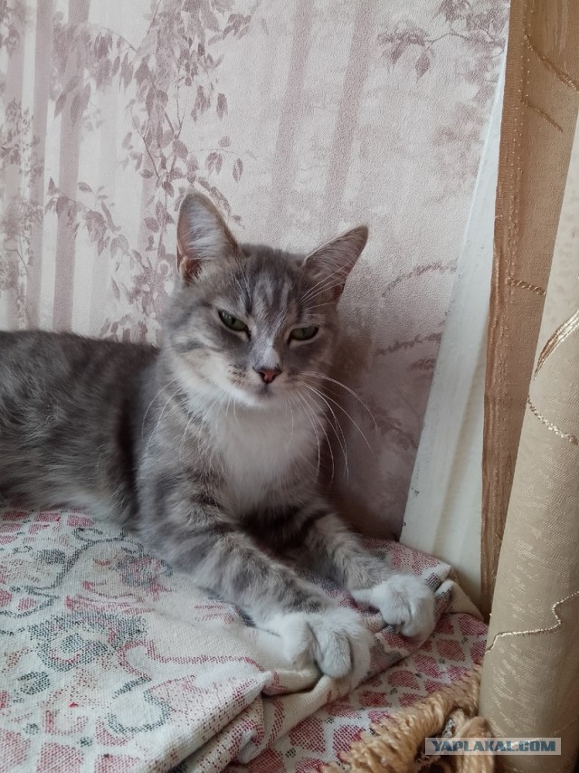 Котовторник