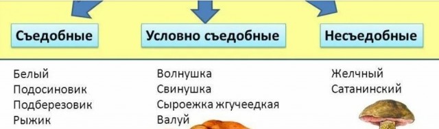 Свинушки (Коровники) съедобны или нет?