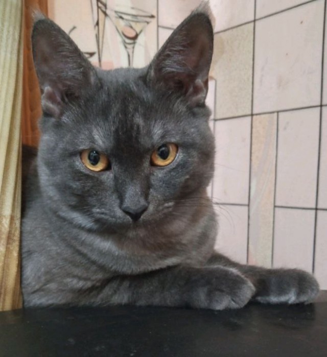 Кот + лестница