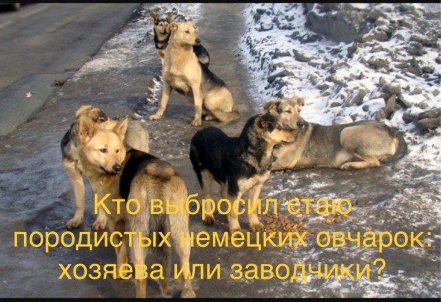 В Хакасии участковый спас ребенка от стаи крупных бродячих собак