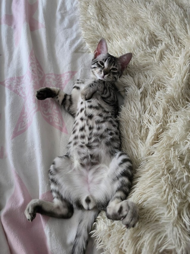 Нефотогеничный кот