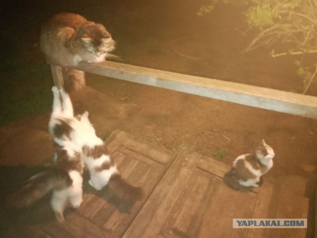 Жизнь домашнего приюта для котеек 541