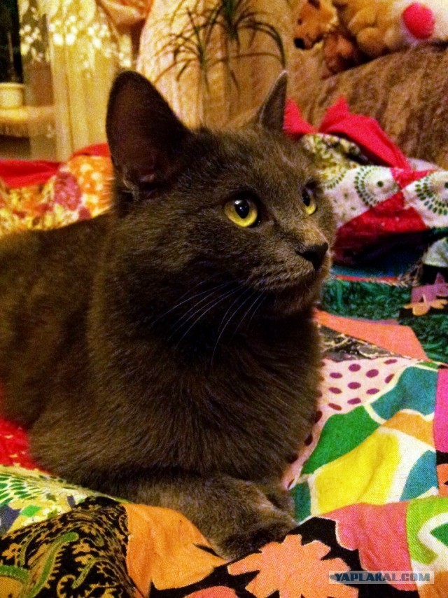 Котовторник 25.06.2013