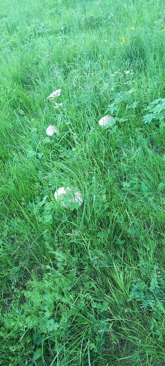 Сегодня собирала поганки в первый раз))