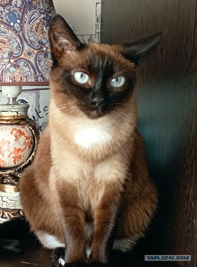 Эпилепсия у кошки