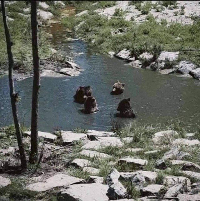 Всякая бредятина
