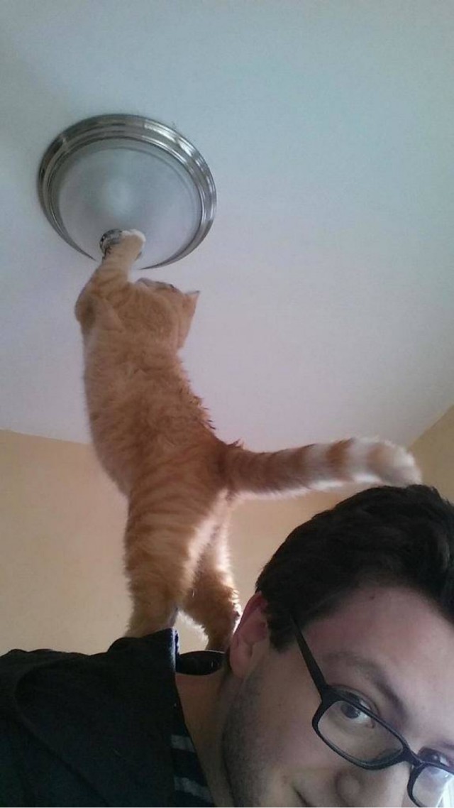 Кот