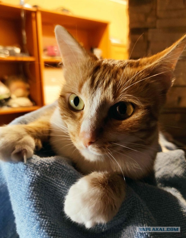 МоеЭ Котэ