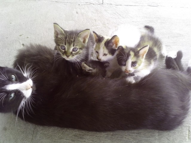 Котовторник 9.07.2013