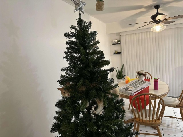 Пушистых покорителей ёлок тред