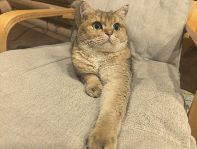 Котовторнику посвящаю