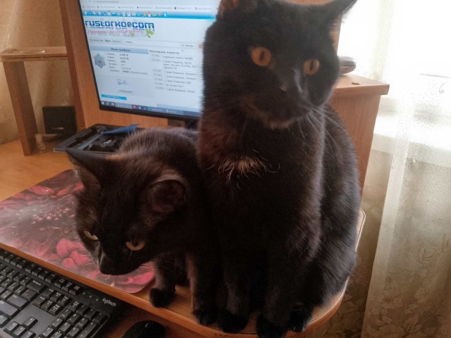 К котовторнику. Наш любимый плед.