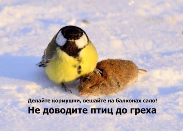 Мои маленькие гости этой зимой