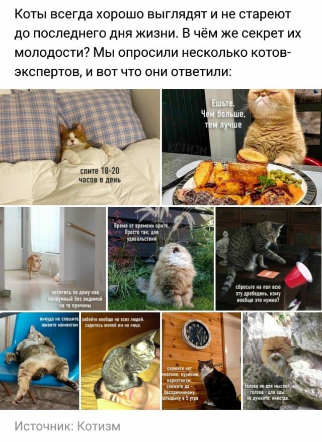 Уличные котики