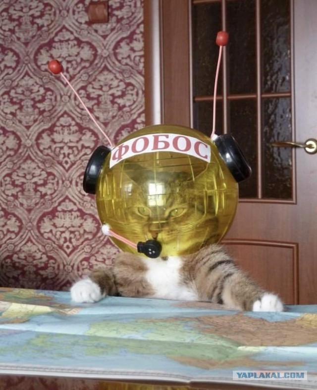 Кот-космонавт завирусился в соцсетях