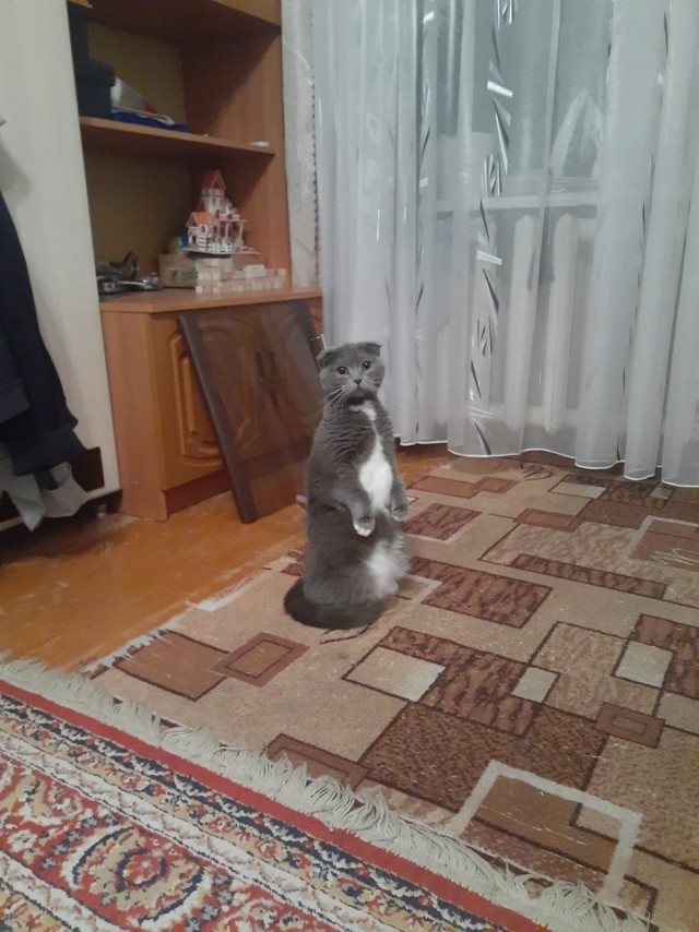 Дурацких фото котов тред — 3
