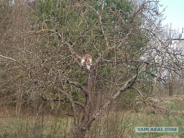 Жизнь домашнего приюта для котеек 577