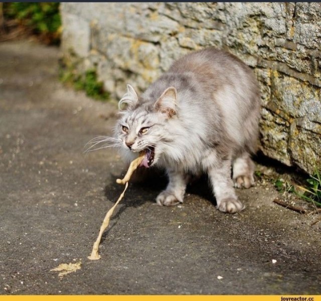 Депутат Свинцов заявил, что Max обошёл Telegram по числу пользователей в России