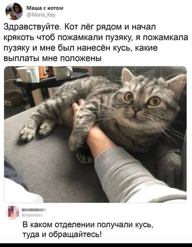 На уходящий котовторник