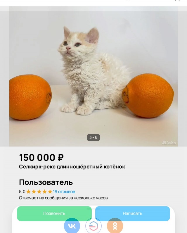 Спасенный в Москве сердитый кот оказался кошечкой