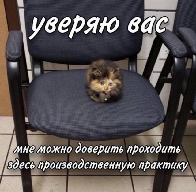 К котовторнику: подборка картинок-баянов с котиками и про котиков. Выпуск 44.