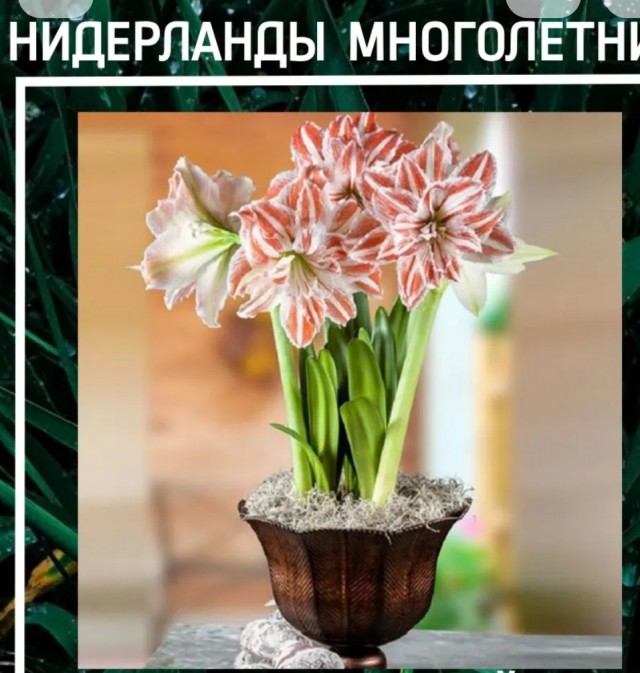 Хочу красивых мужиков в ленту!