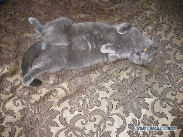 Котовторник 29.10.2013