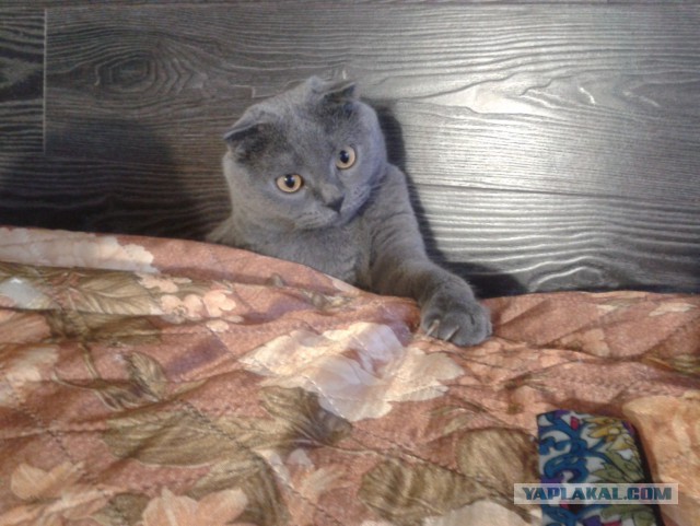 Котовторник 25.02.2014