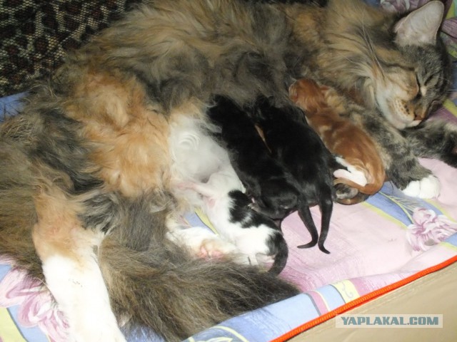 Котовторник 10.06.2014