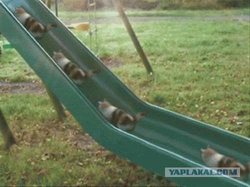 Добряки, плюсующие всех подряд