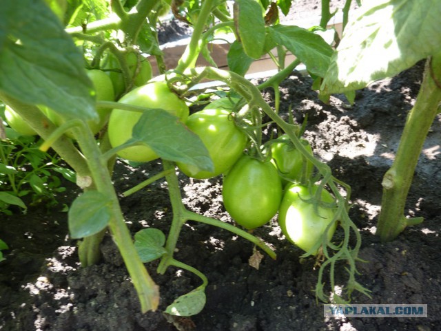 Чем мы бесим Америку и страдальцев по фуагра,