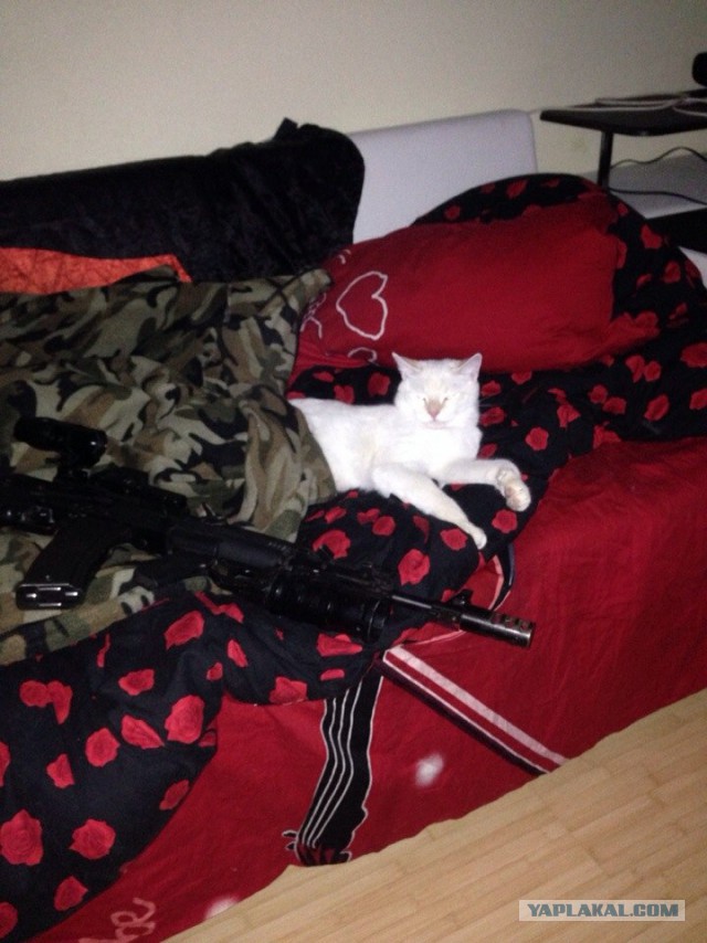 Котовторник 26.08.14.
