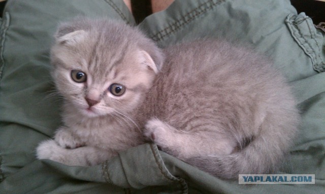 Котовторник 7.10.2014