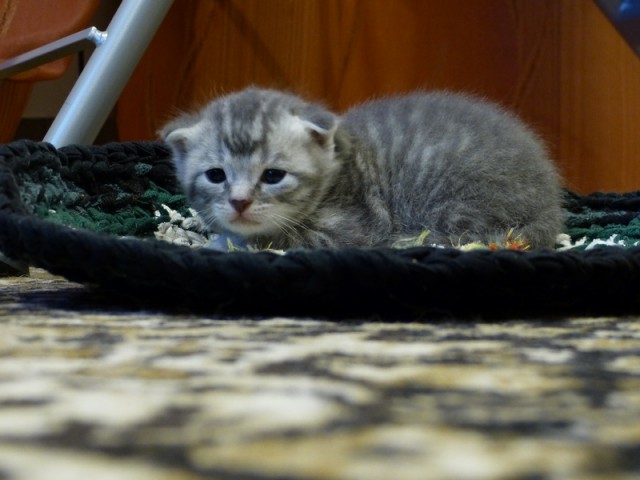 Котовторник на вторник, Котовторник