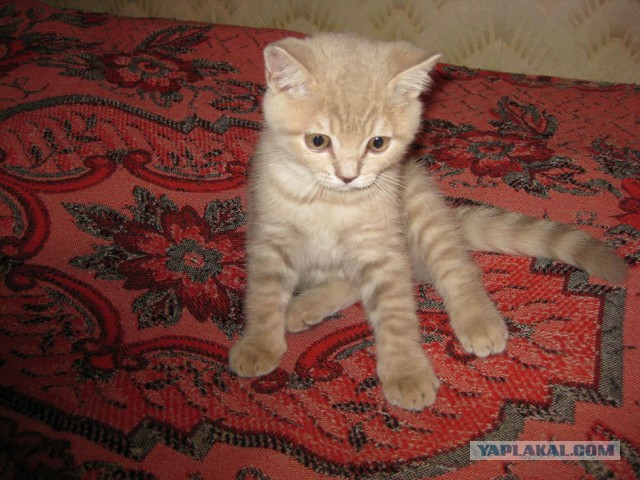 Немного моего котяры