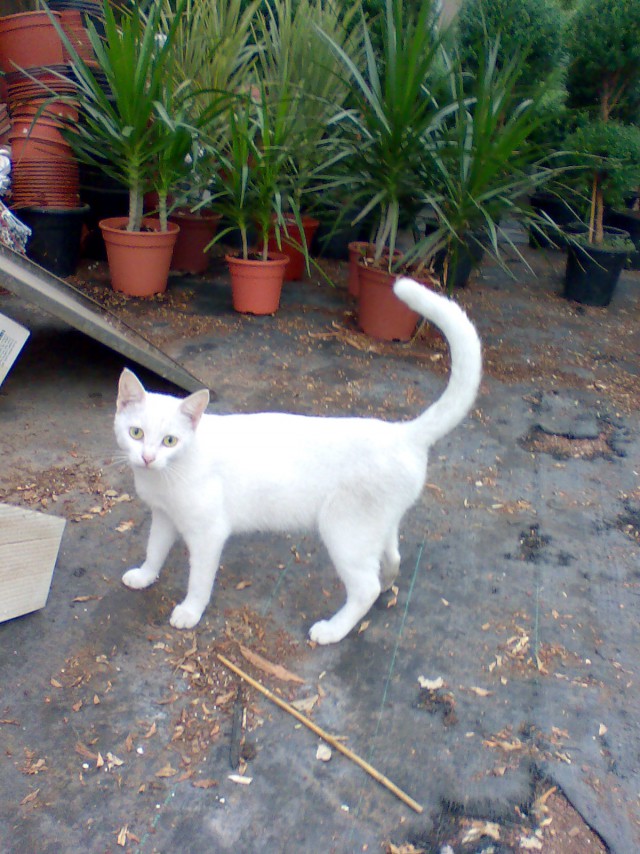 Котовторник 12.05.2015
