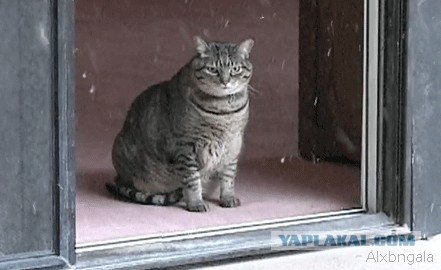Политическая солянка #3