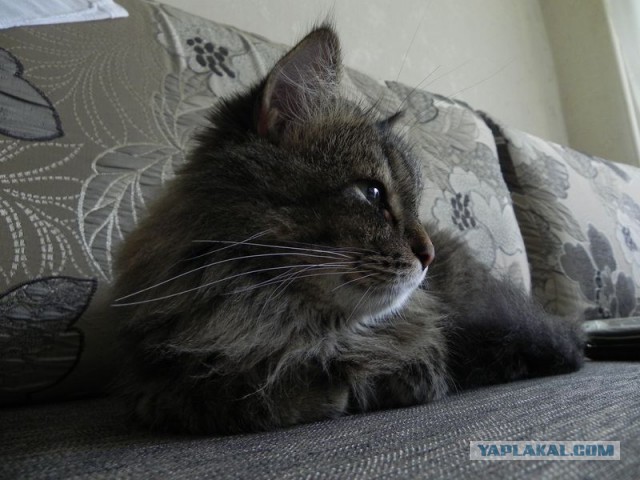 Котовторник 30,06, 2015