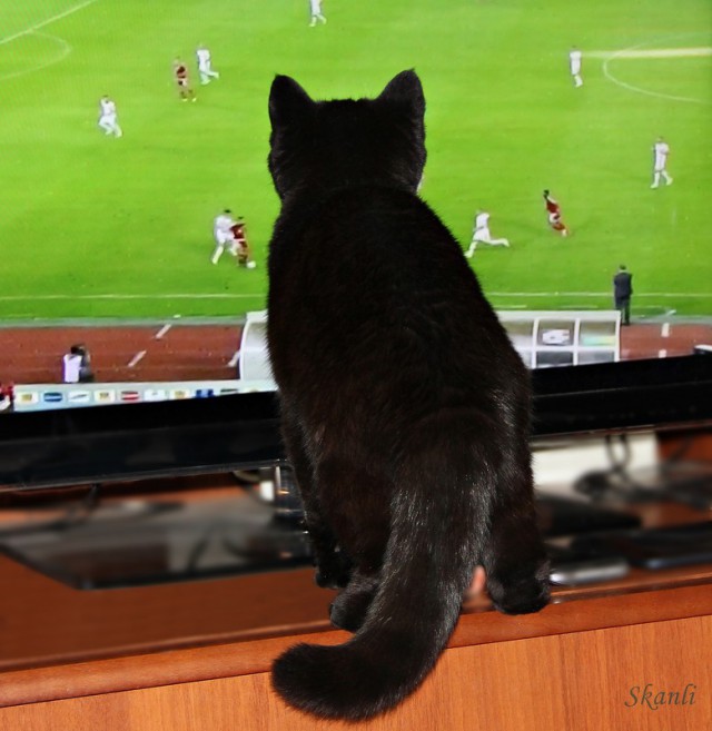 Котэподборка
