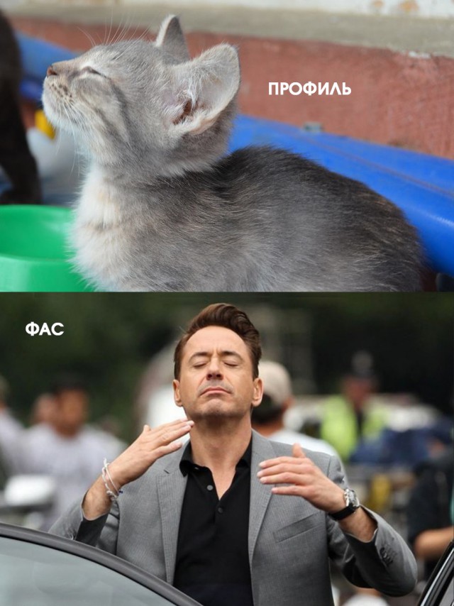 Прикольные фото и картинки